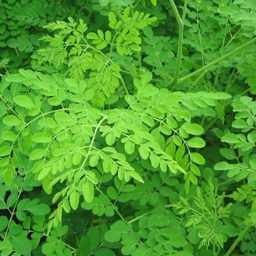 moringa-oleifera-leaf-powder-1589001078-5419552